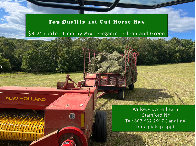 Top Quality First Cut Hay